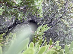 Gyrocheilus patrobas