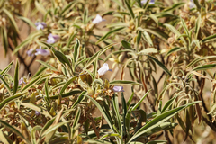 Eremophila freelingii