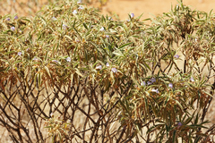Eremophila freelingii