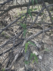 Funastrum heterophyllum