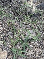 Funastrum heterophyllum