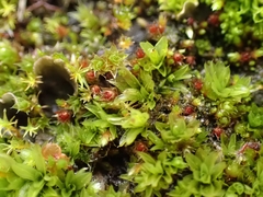 Bryum radiculosum