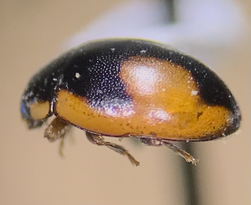 Hyperaspis bolteri photographed in South Dakota