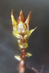 Bryum radiculosum