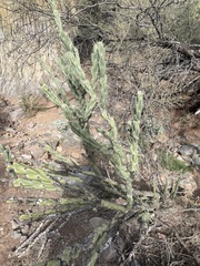 Cylindropuntia acanthocarpa