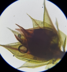 Bryum radiculosum