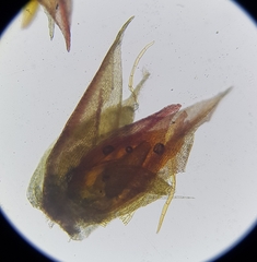 Bryum radiculosum