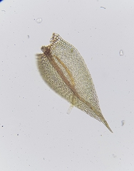 Bryum radiculosum