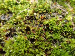 Bryum radiculosum