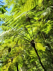 Alsophila spinulosa