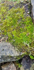Bryum radiculosum