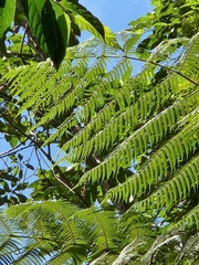 Alsophila spinulosa