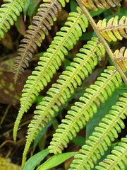 Alsophila spinulosa