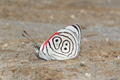 Diaethria neglecta