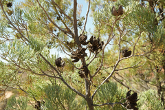 Callitris glaucophylla