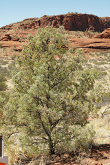 Callitris glaucophylla