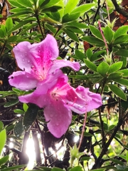 Rhododendron indicum