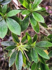 Rhododendron indicum