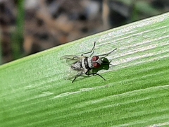 Anthomyia illocata