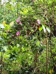 Rhododendron indicum