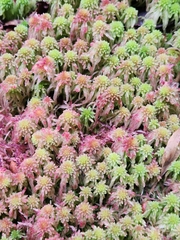 Sphagnum magellanicum