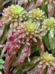 Sphagnum magellanicum