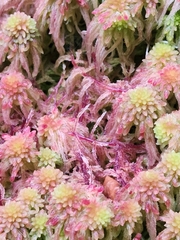Sphagnum magellanicum