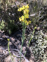 Glischrocaryon behrii