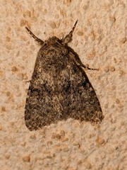 Polymixis