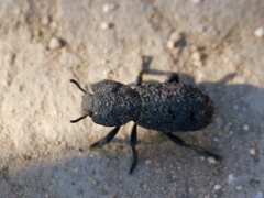 Phloeodes diabolicus