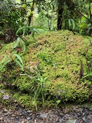 Sphagnum magellanicum