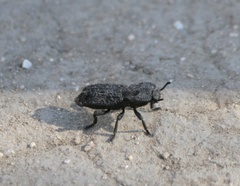 Phloeodes diabolicus