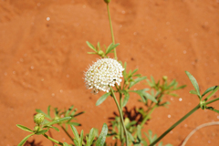 Apiales