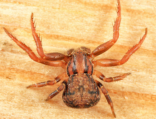 Leaflitter Crab Spiders