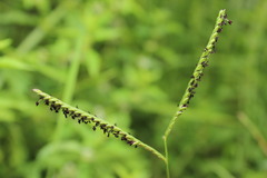 Paspalum distichum