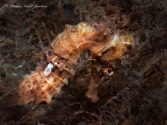 Hippocampus reidi