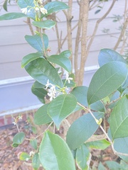 Osmanthus fragrans