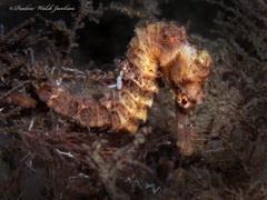 Hippocampus reidi