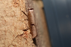 Pilostibes stigmatias