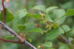 Rhamneae