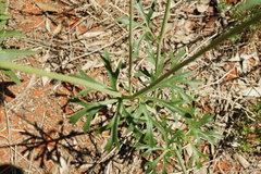 Apiales