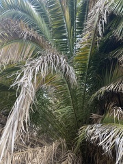 Phoenix dactylifera
