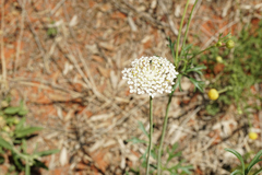 Apiales