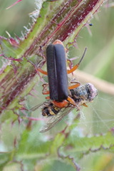 Cantharis pellucida