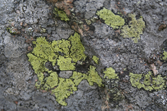Rhizocarpon geographicum