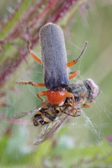 Cantharis pellucida