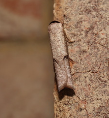 Pilostibes stigmatias