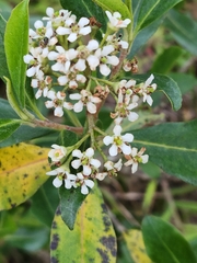 Anacardium excelsum