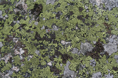 Rhizocarpon geographicum
