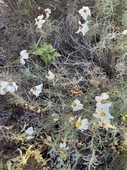 Zinnia acerosa
